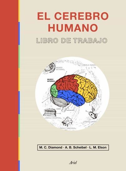 Imagen de EL CEREBRO HUMANO