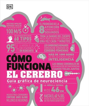 Imagen de COMO FUNCIONA EL CEREBRO